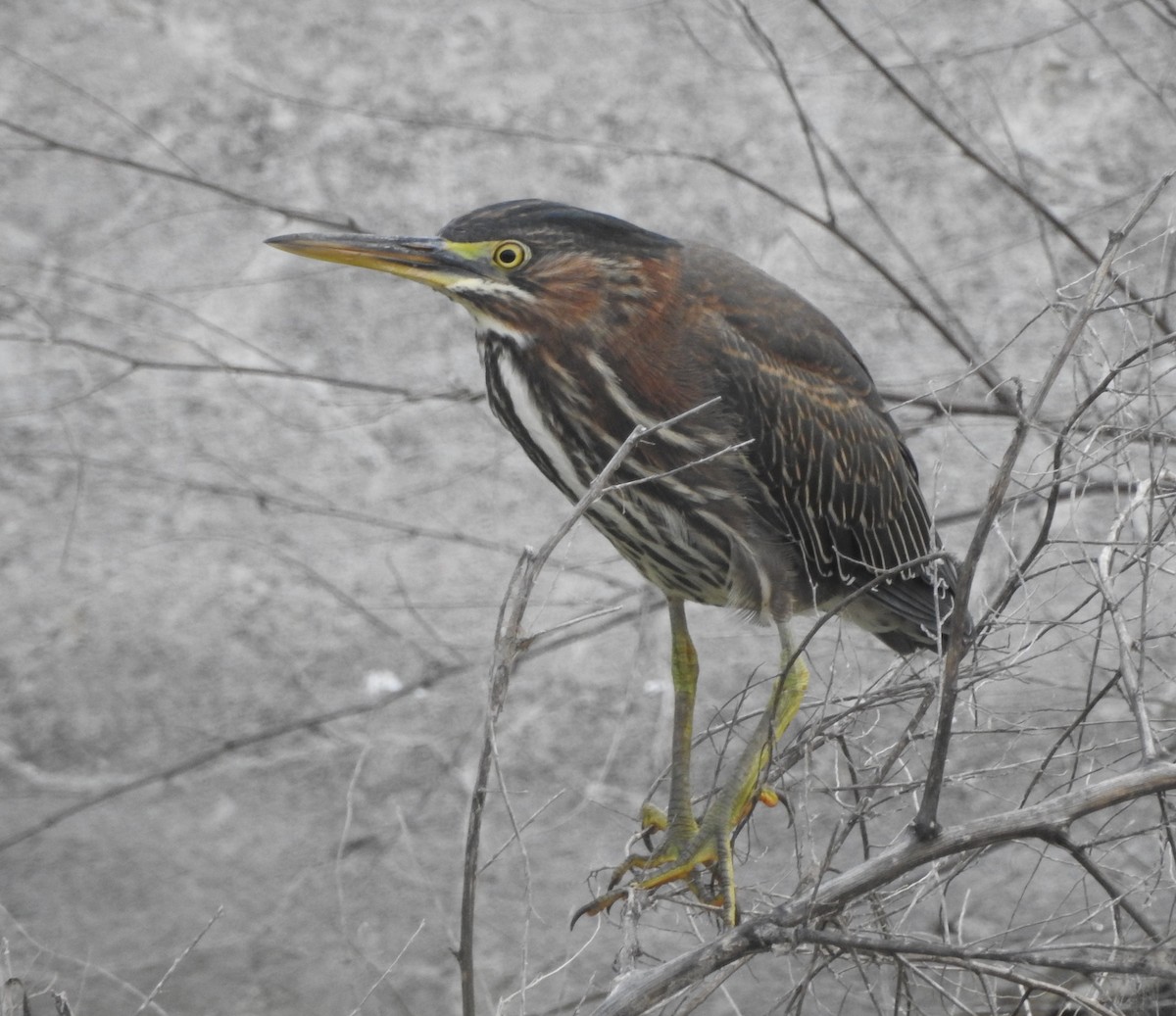 Green Heron - ML639684628