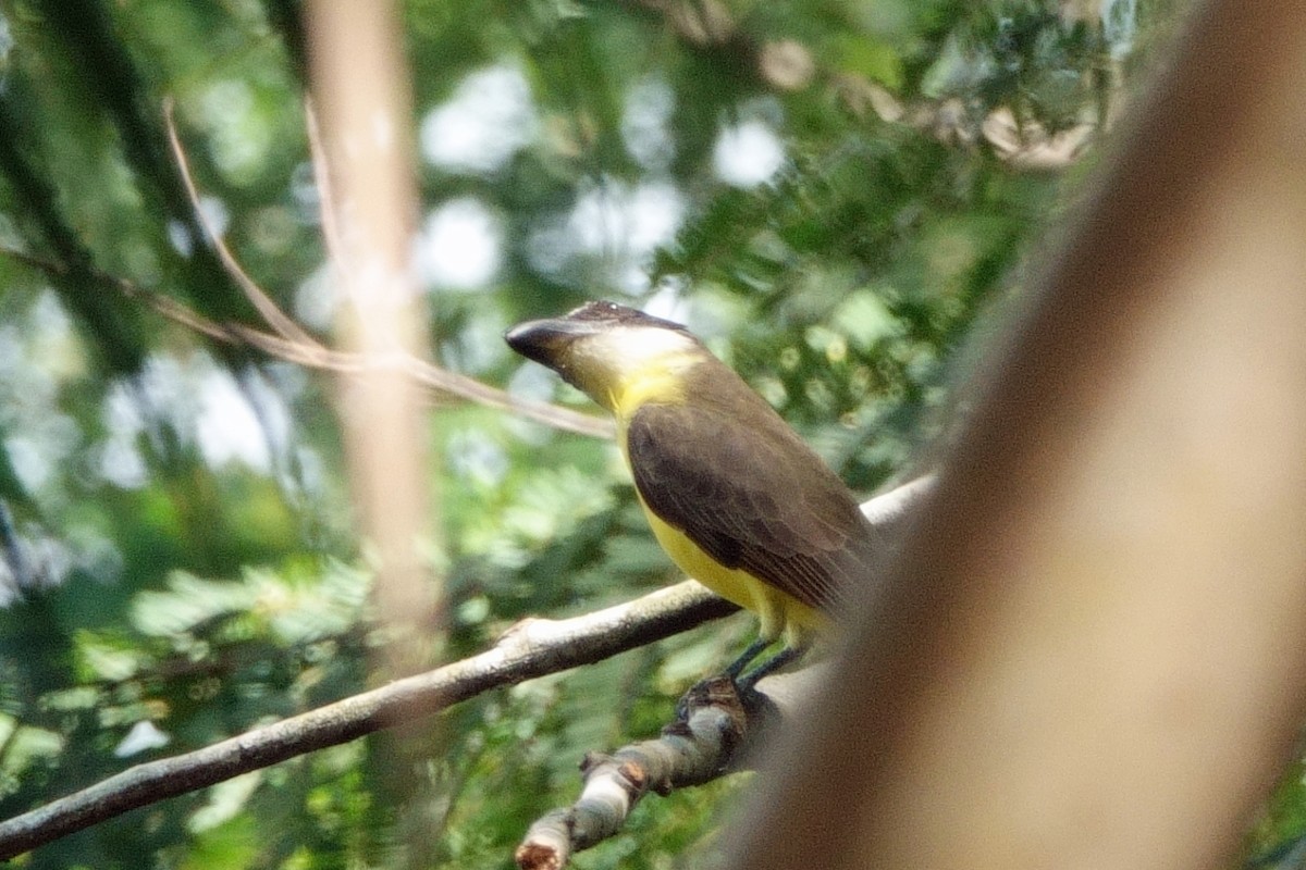 Boat-billed Flycatcher - ML639684629