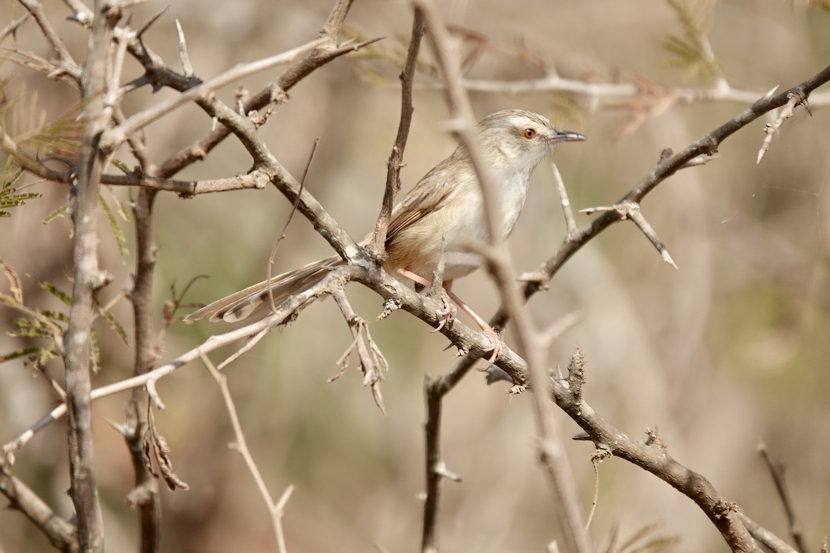 Tawny-flanked Prinia - ML639684631
