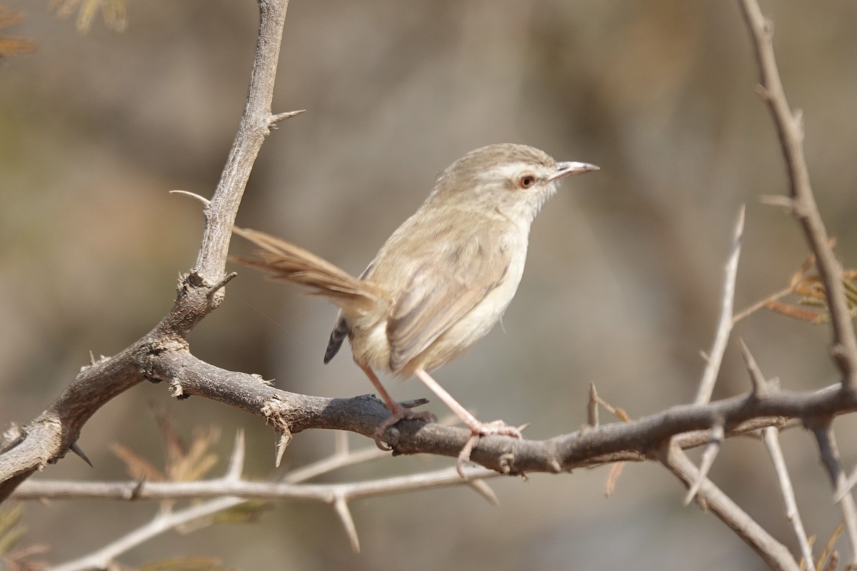 Tawny-flanked Prinia - ML639684632