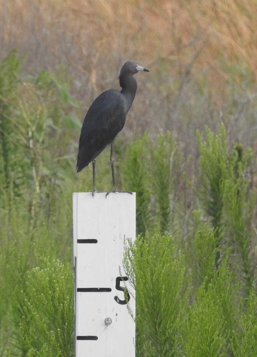 Little Blue Heron - ML639684655