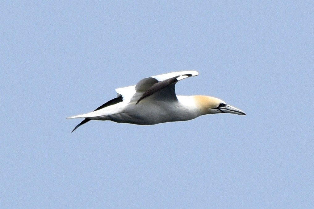 Northern Gannet - ML639684660
