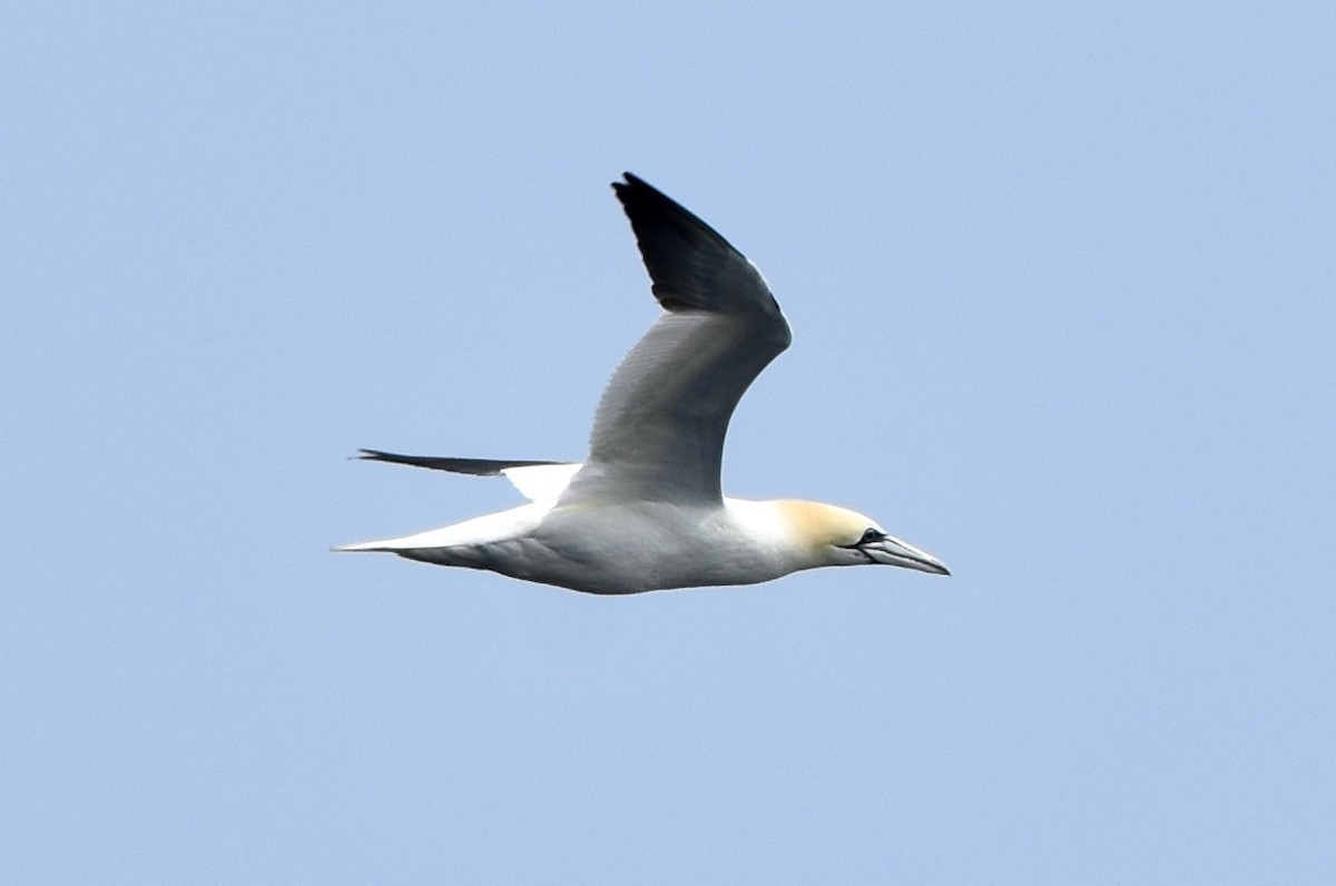 Northern Gannet - ML639684661