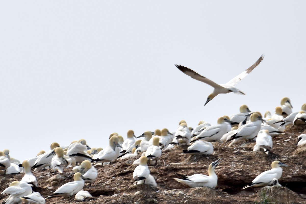 Northern Gannet - ML639684664