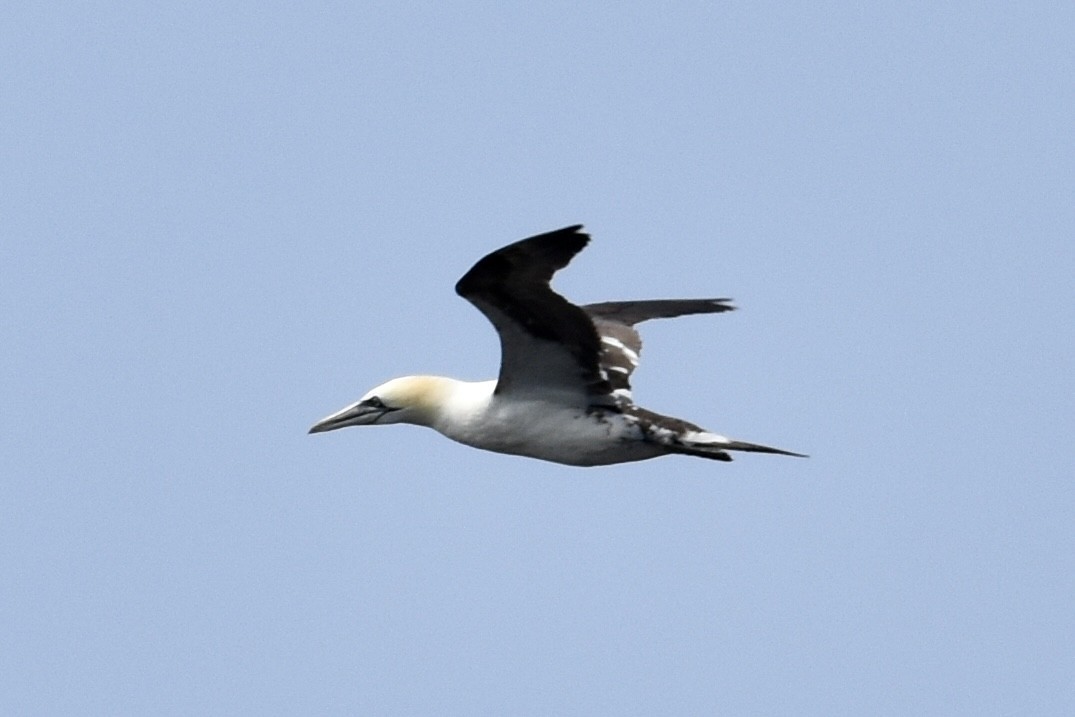 Northern Gannet - ML639684666