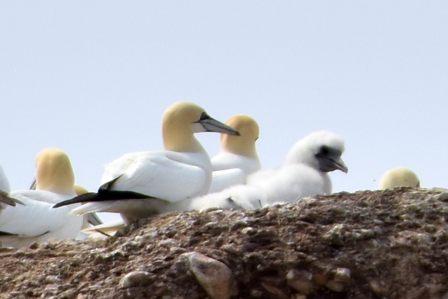 Northern Gannet - ML639684667