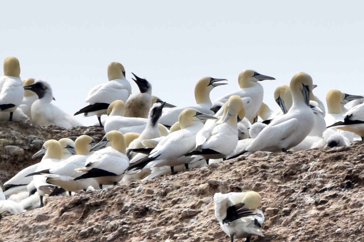 Northern Gannet - ML639684673