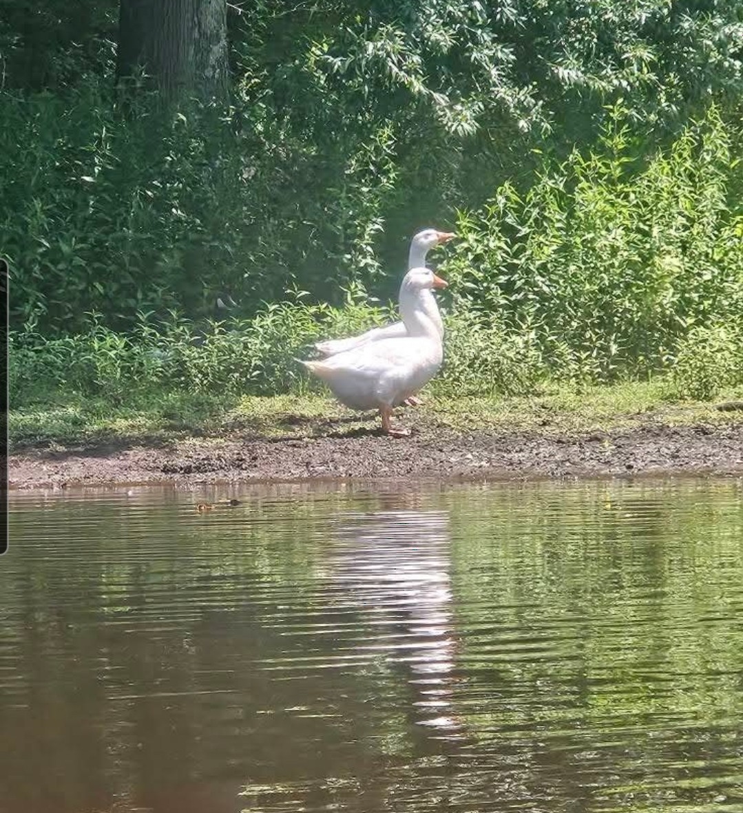 Domestic goose sp. (Domestic type) - ML639684798