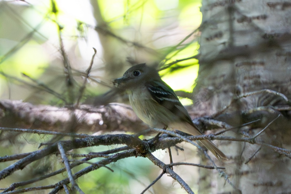 Empidonax sp. - ML639684814