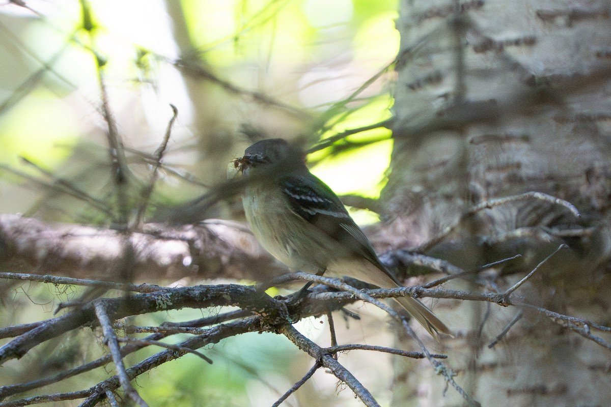 Empidonax sp. - ML639684815