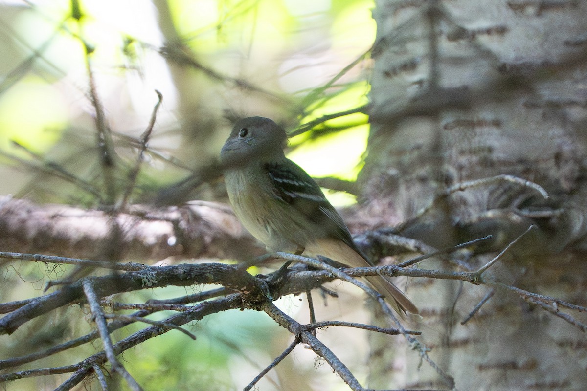 Empidonax sp. - ML639684816