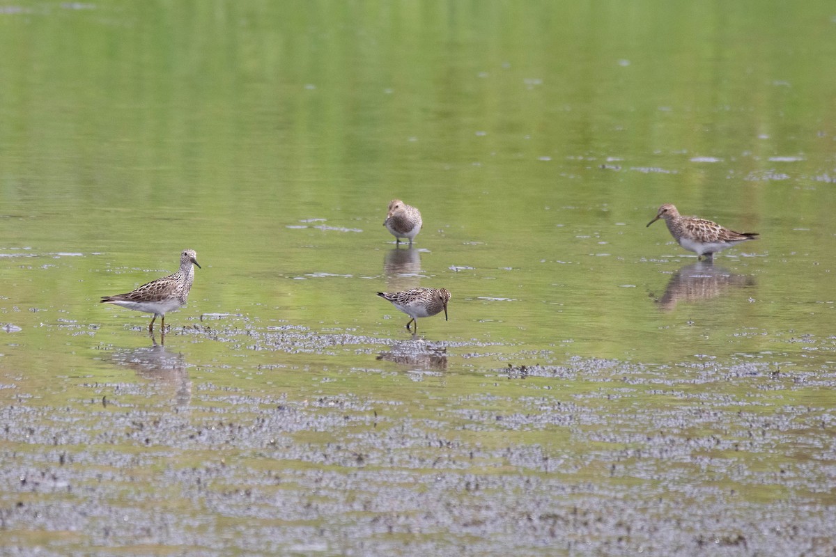 Pectoral Sandpiper - ML639684901