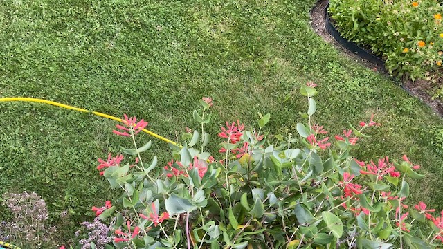 hummingbird sp. - ML639684925