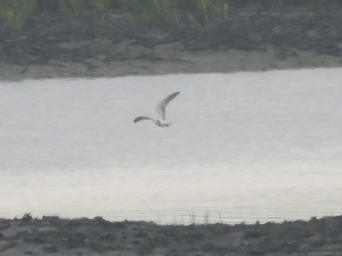 White-winged Tern - ML639684952