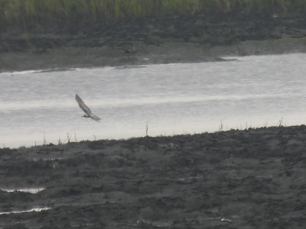 White-winged Tern - ML639684953