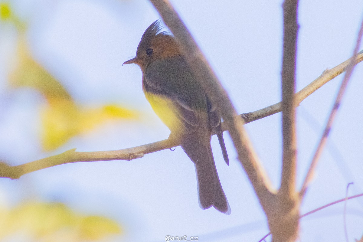 Tufted Flycatcher - ML639685040