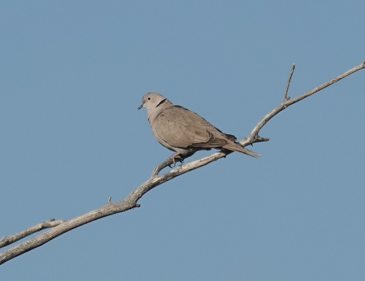 Eurasian Collared-Dove - ML639685048