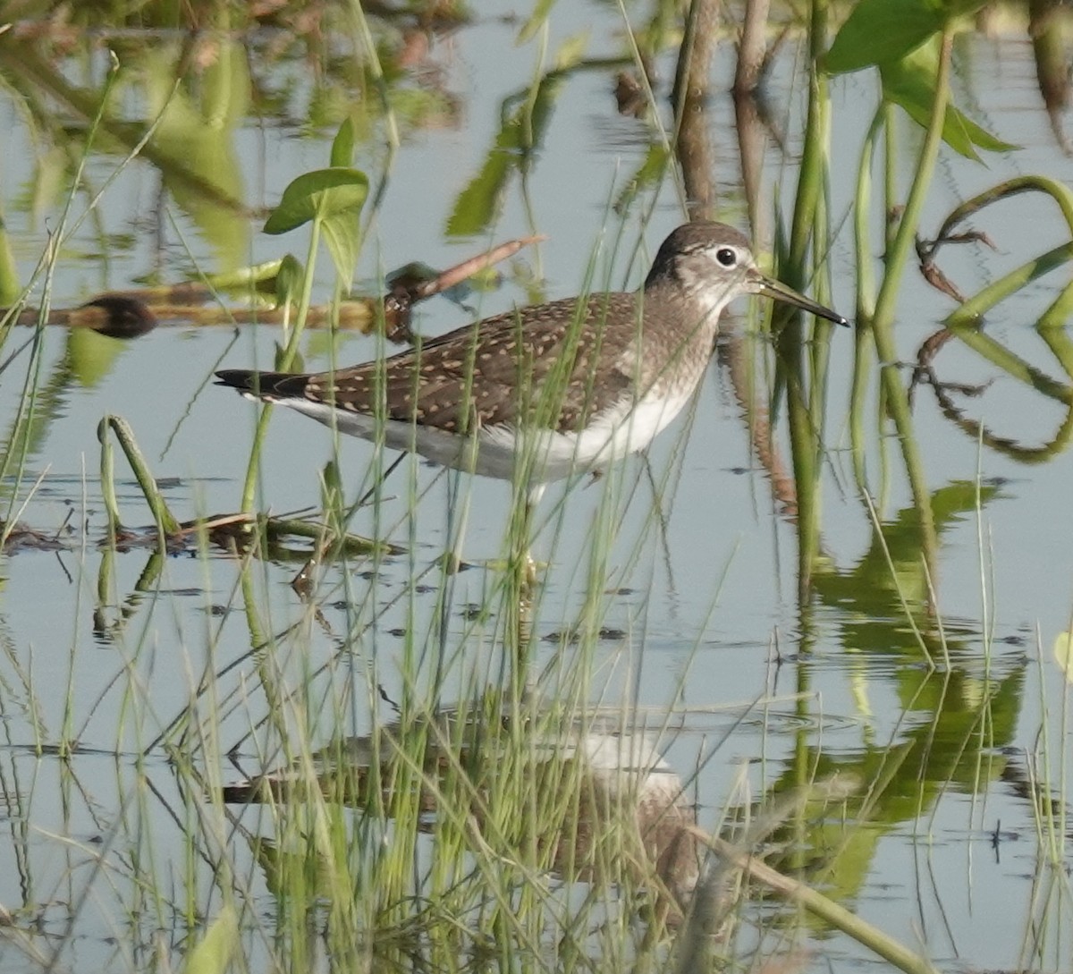 Solitary Sandpiper - ML639685054