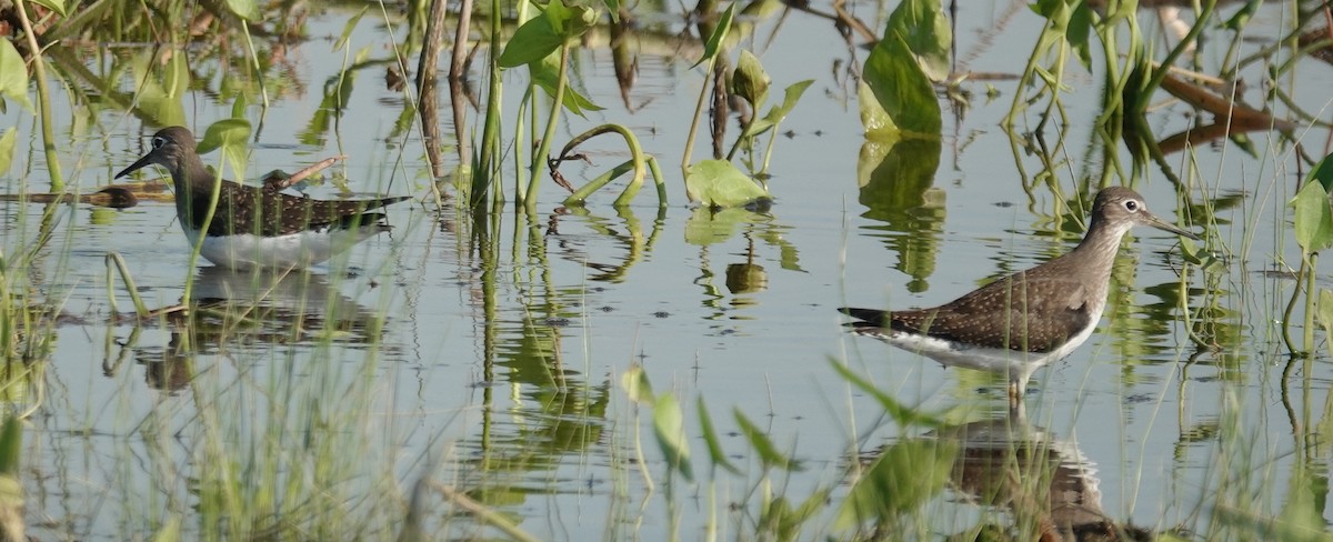 Solitary Sandpiper - ML639685055