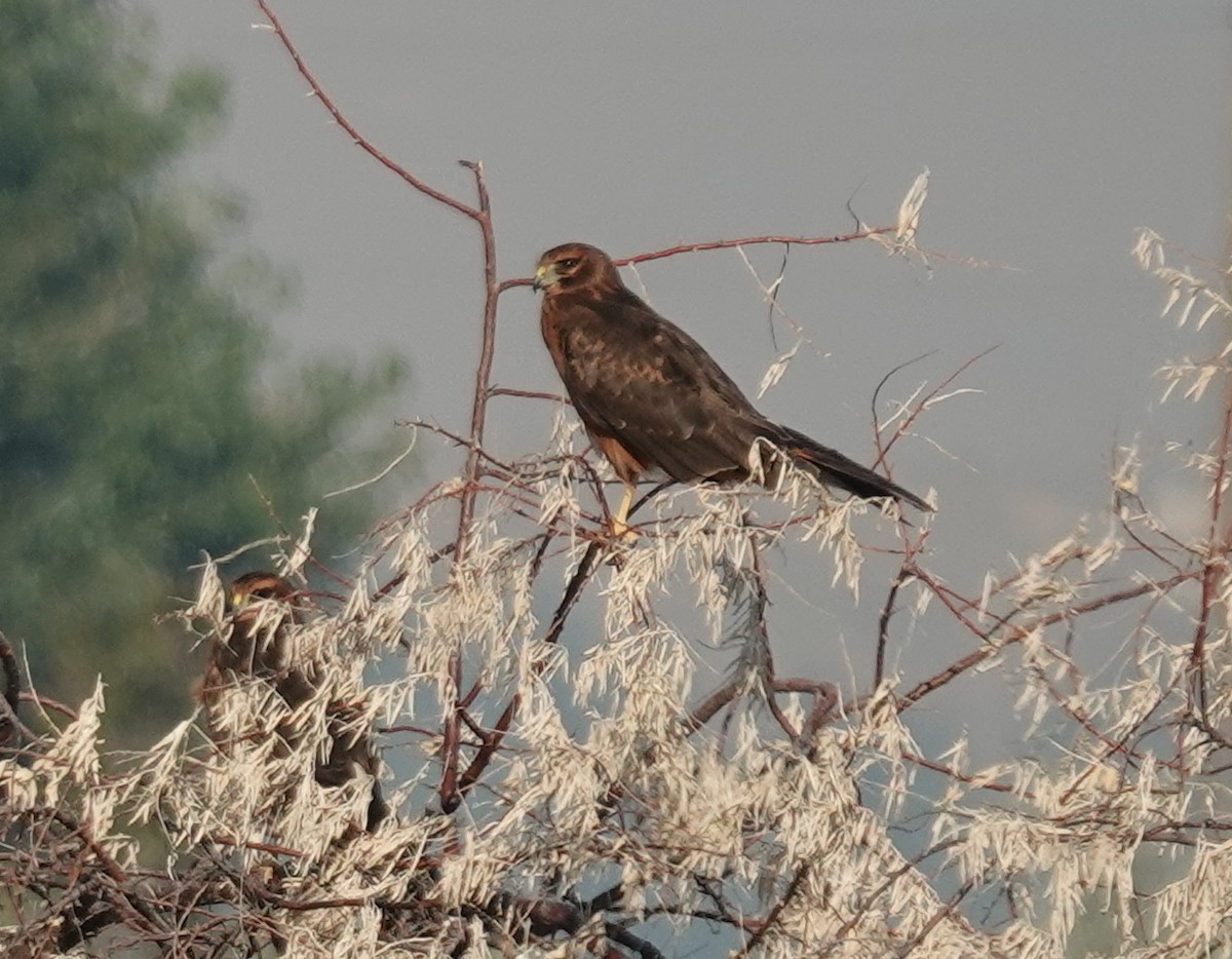 Northern Harrier - ML639685069