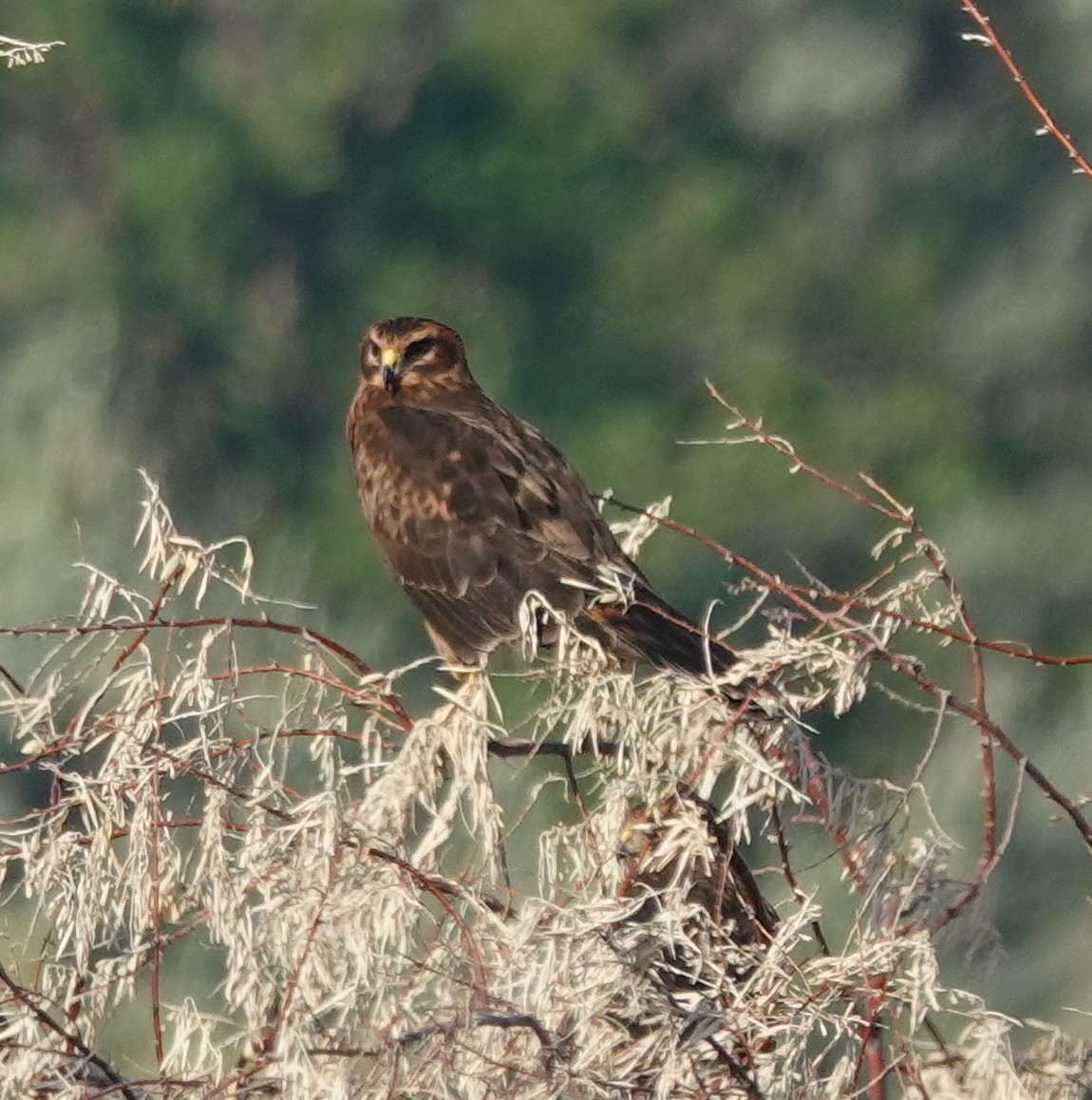 Northern Harrier - ML639685070