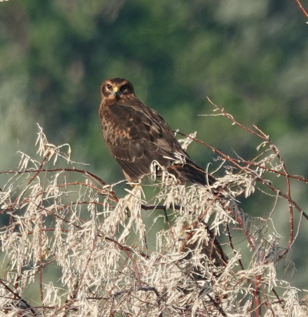 Northern Harrier - ML639685071