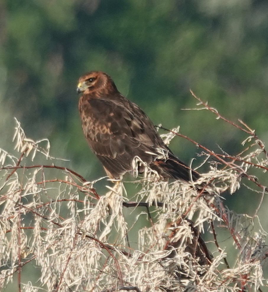 Northern Harrier - ML639685072