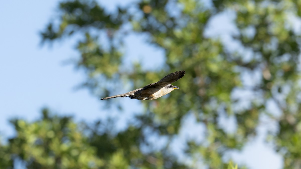 Mangrove Cuckoo - ML639685081