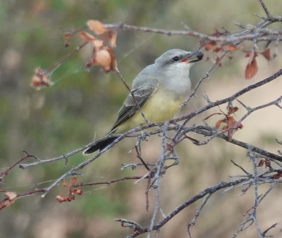 Western Kingbird - ML639685083