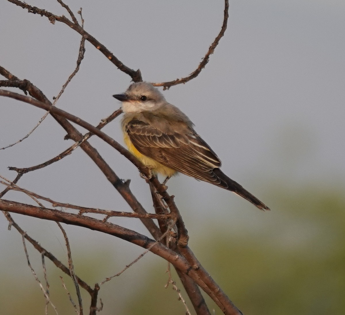 Western Kingbird - ML639685084