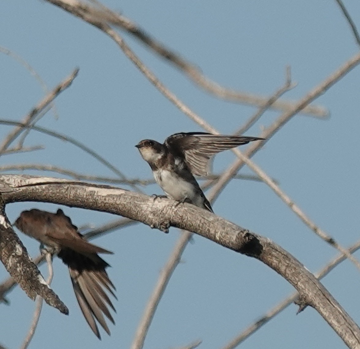 Bank Swallow - ML639685090