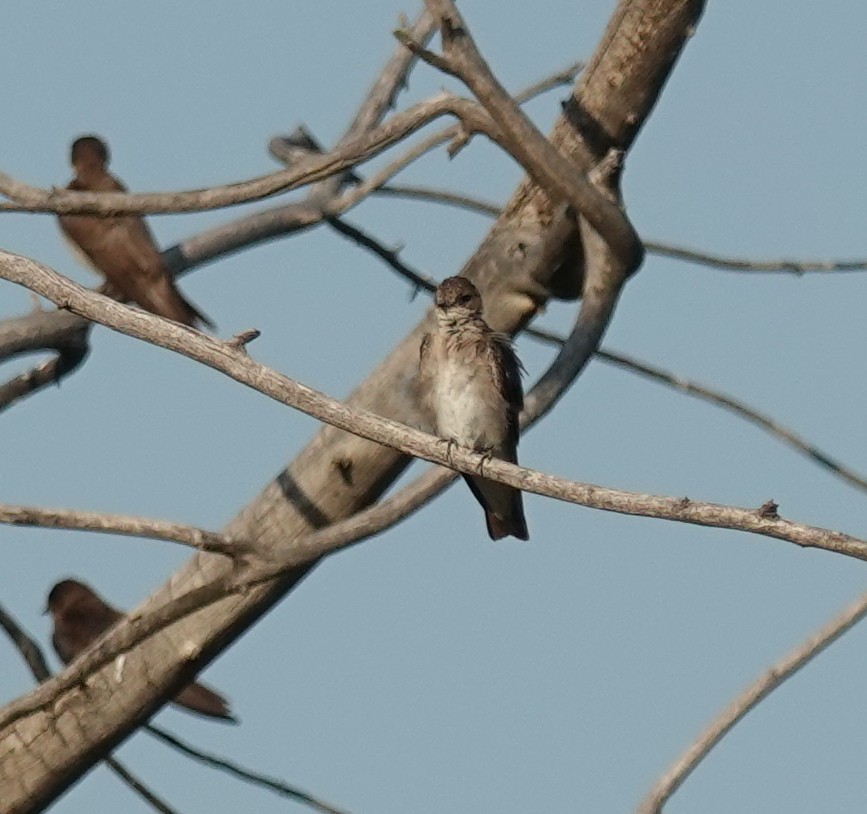 Northern Rough-winged Swallow - ML639685097