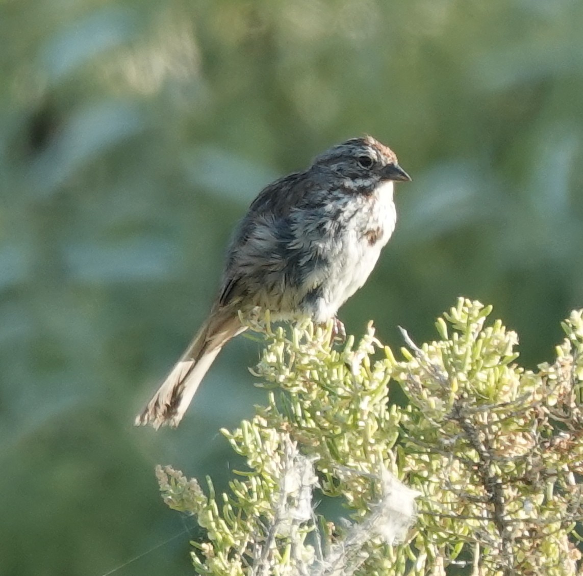 Song Sparrow - ML639685104