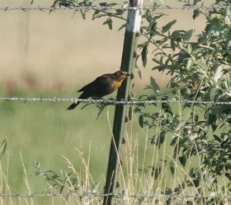 Yellow-headed Blackbird - ML639685105
