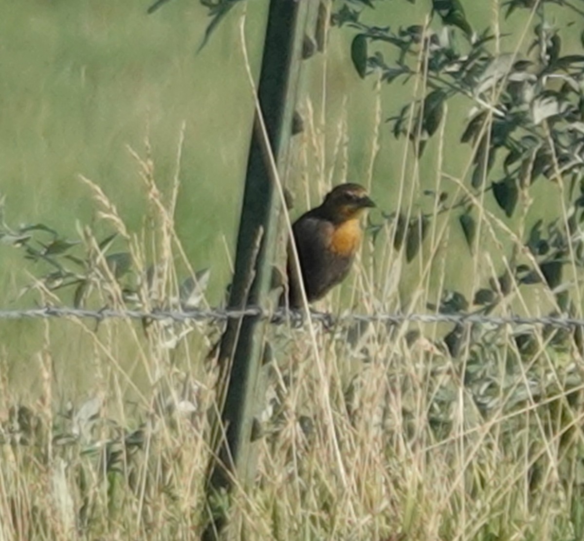 Yellow-headed Blackbird - ML639685106
