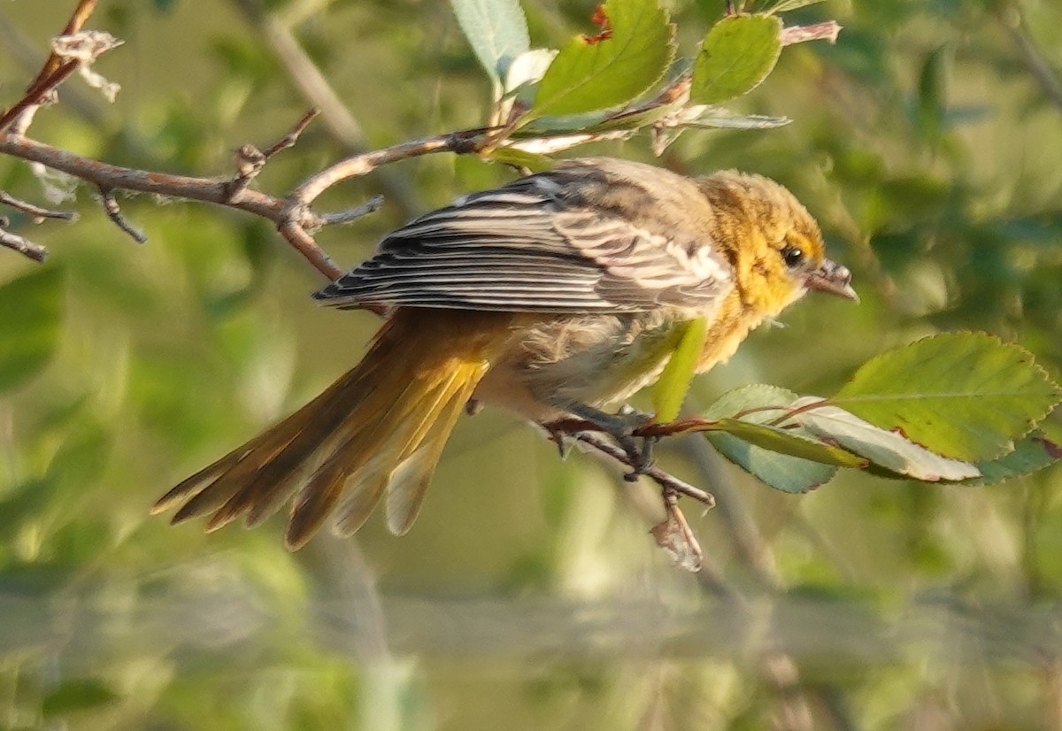 Bullock's Oriole - ML639685114