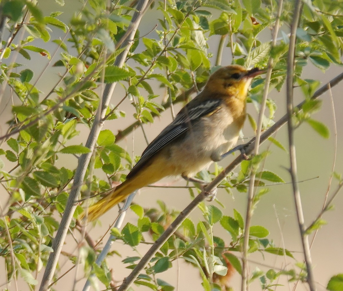 Bullock's Oriole - ML639685115