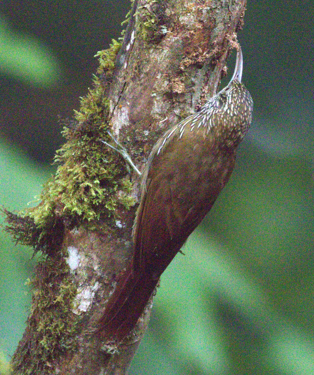 Montane Woodcreeper - ML639685153