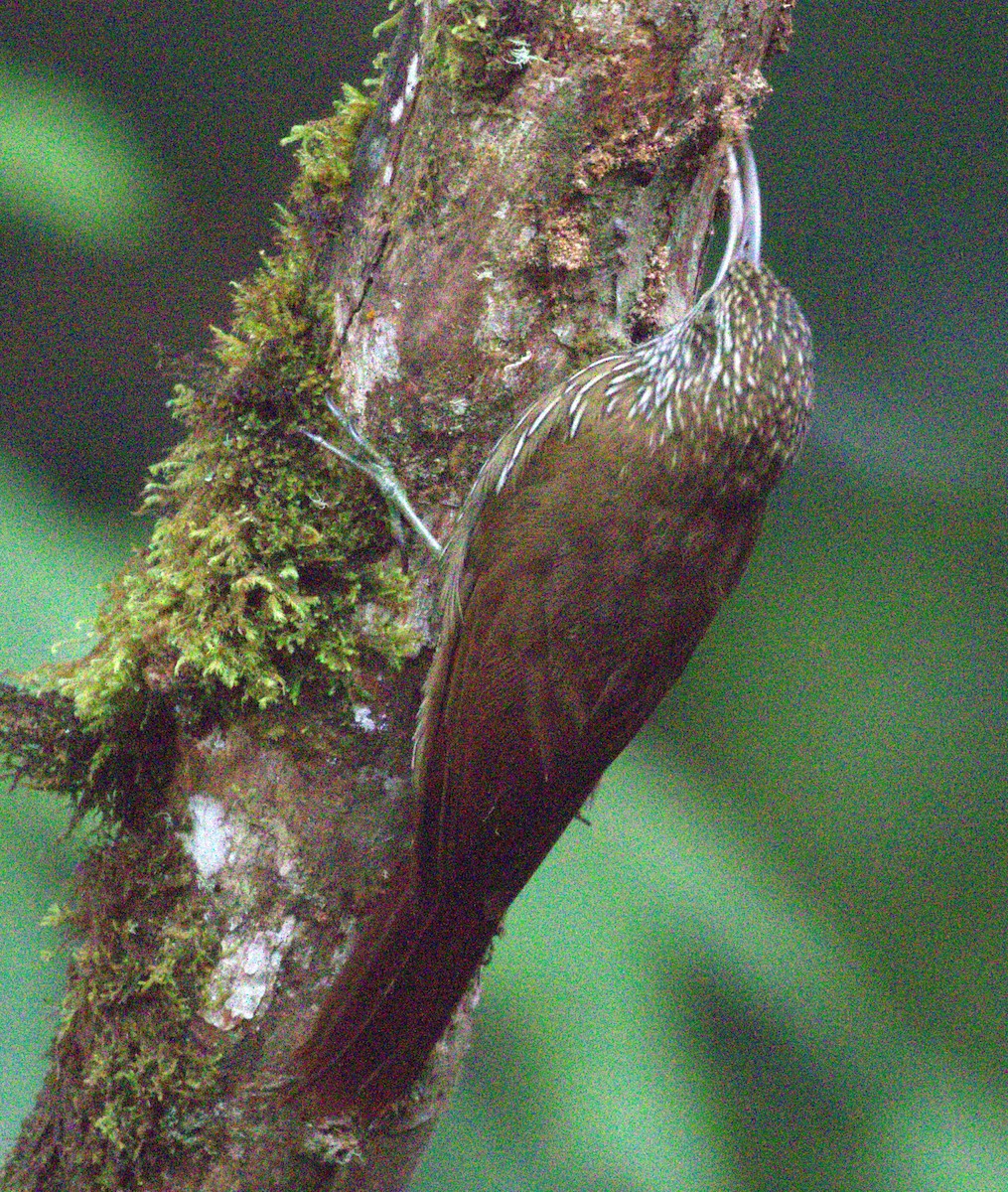 Montane Woodcreeper - ML639685154