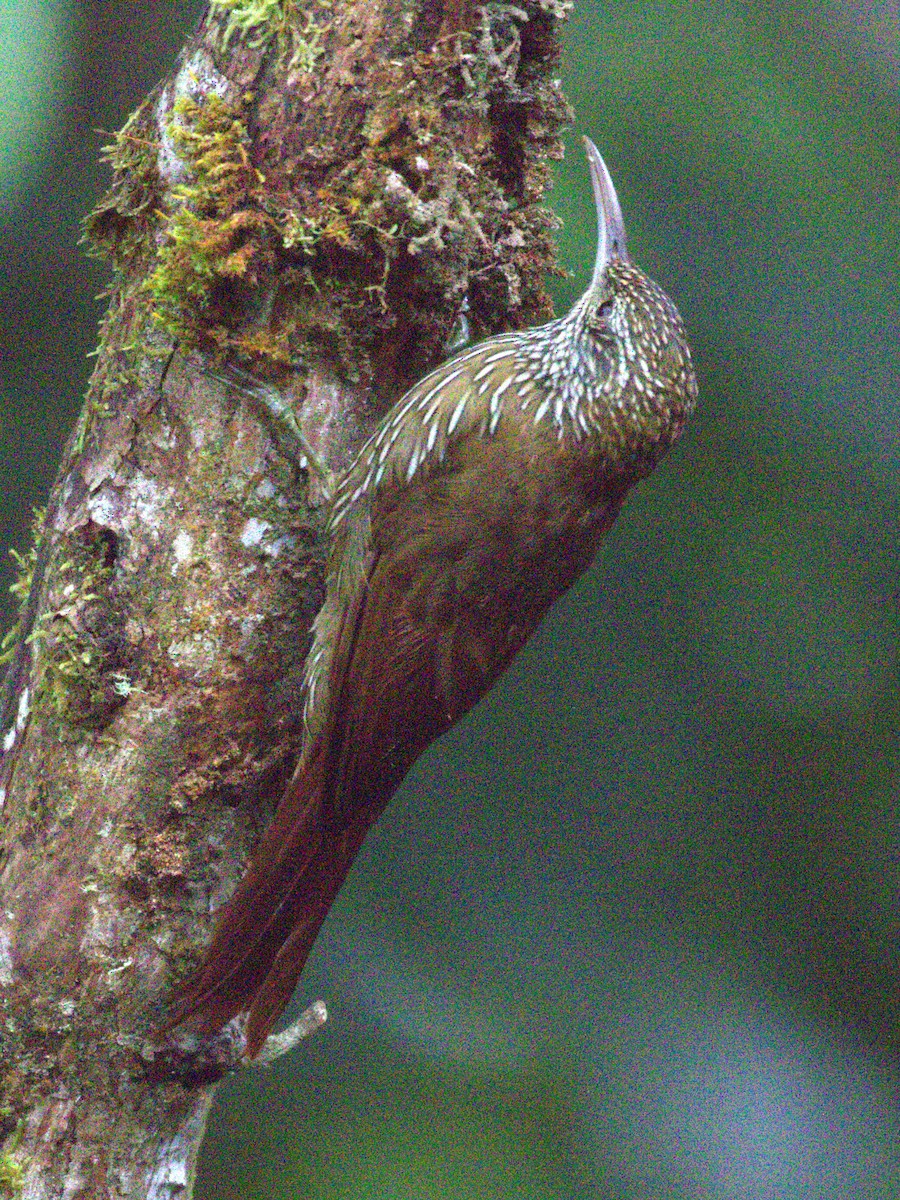 Montane Woodcreeper - ML639685155