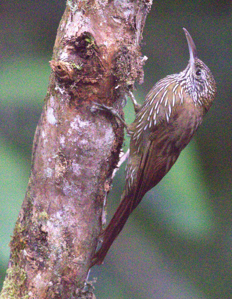 Montane Woodcreeper - ML639685164