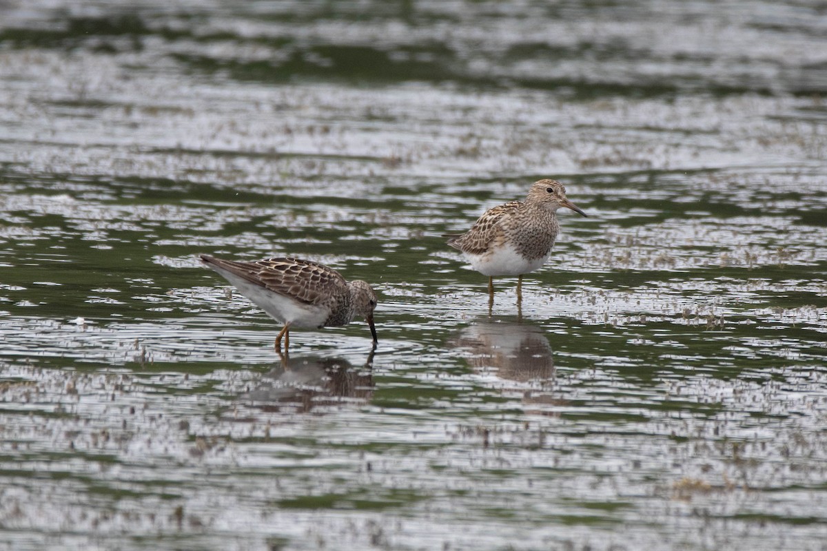 Pectoral Sandpiper - ML639685323