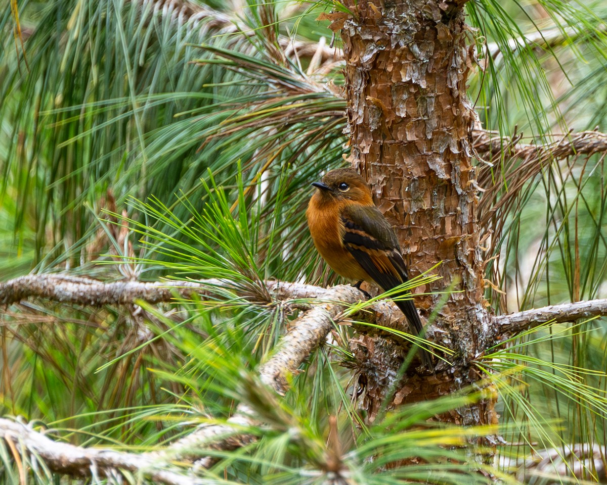 Cinnamon Flycatcher - ML639685350