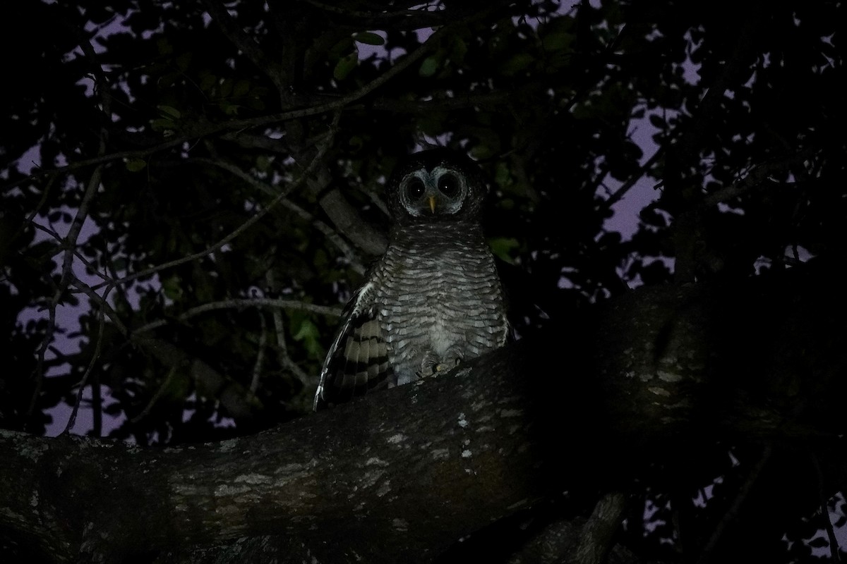 African Wood-Owl - ML639685386