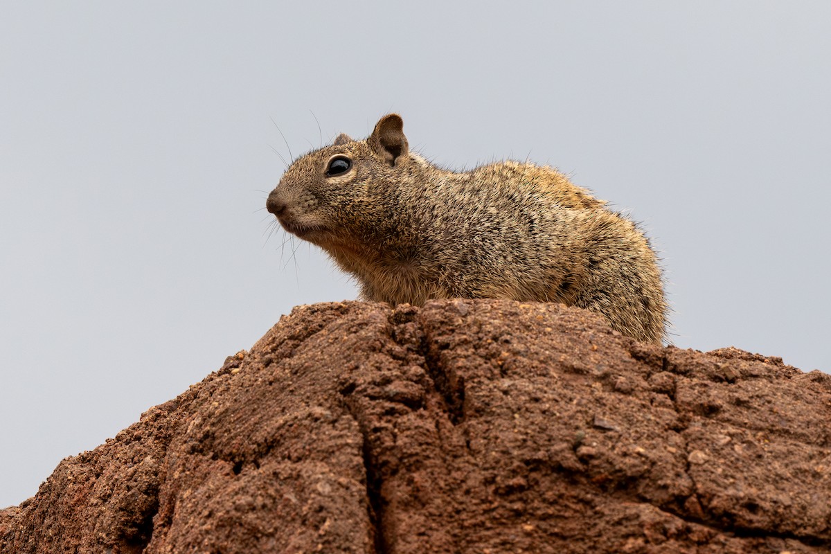 Arizona Rock Squirrel - ML639685410