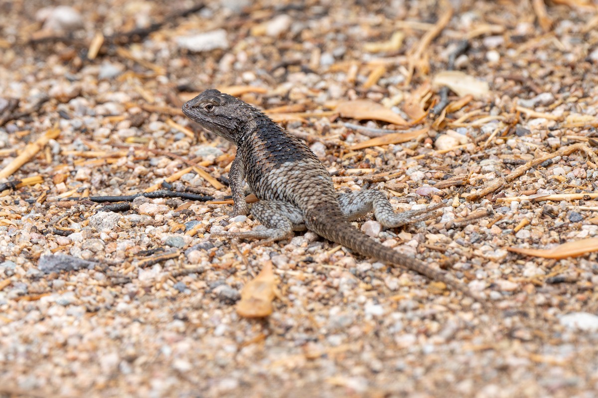 Desert Spiny Lizard - ML639685425