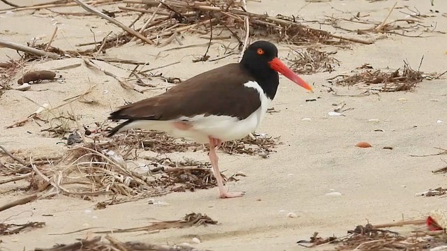 American Oystercatcher - ML639685476
