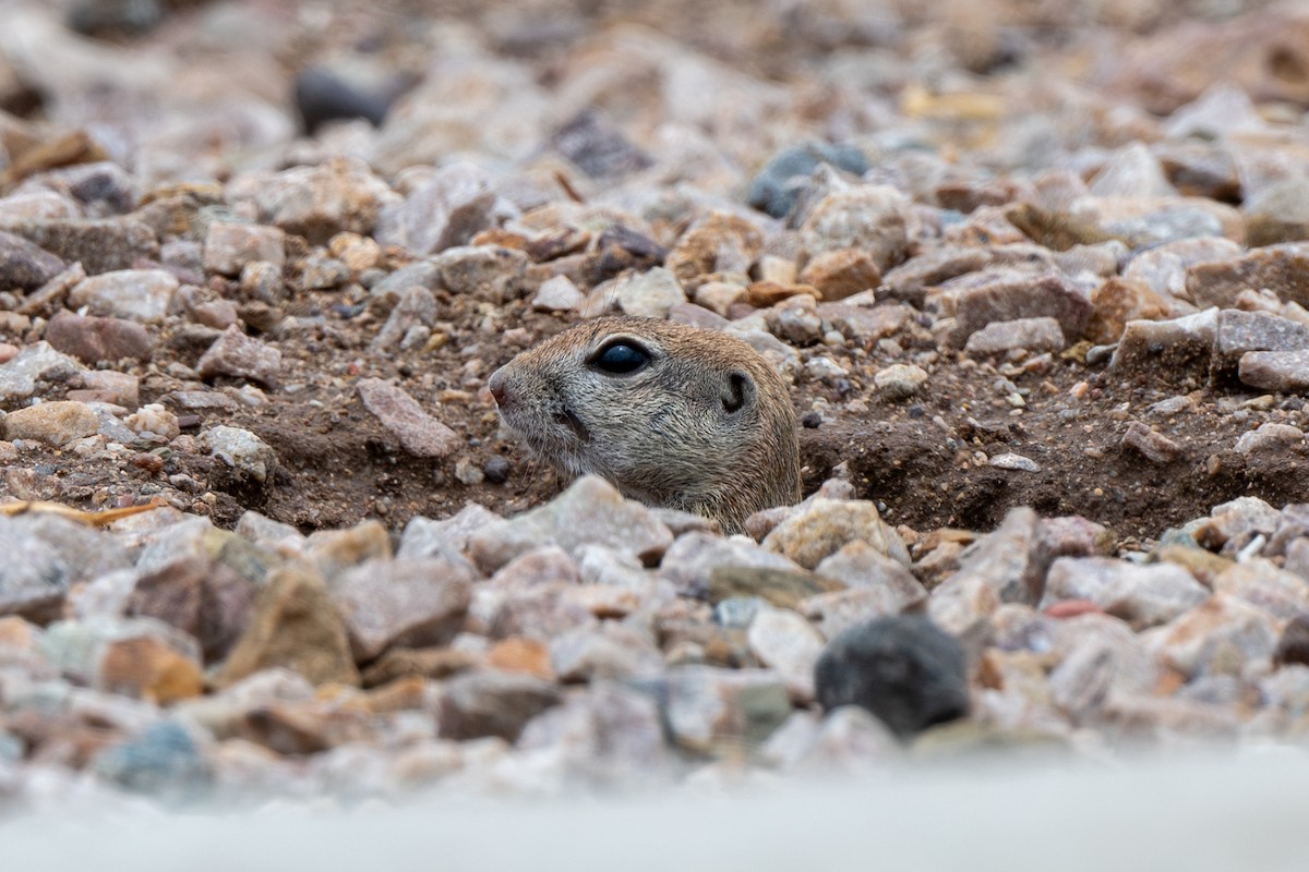 Round-tailed Ground Squirrel - ML639685477