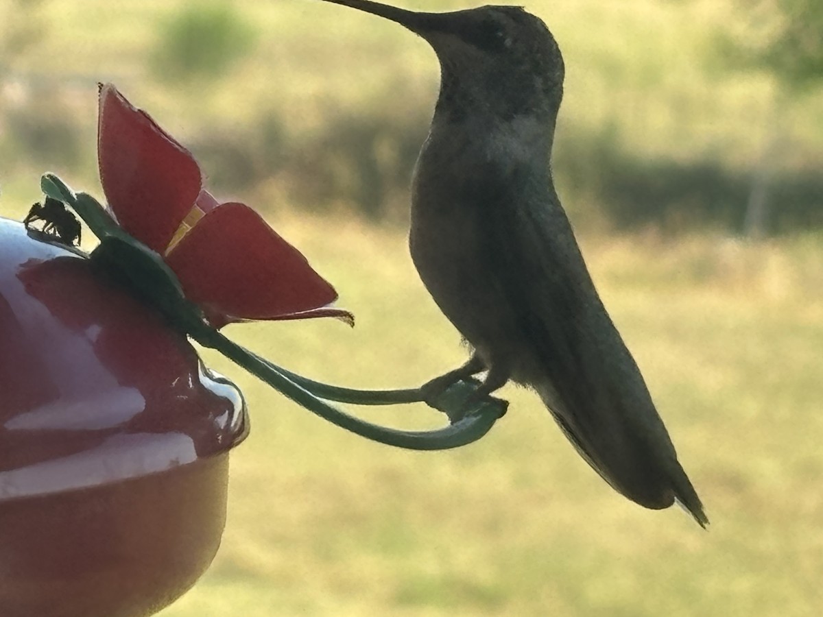 Ruby-throated Hummingbird - ML639685478