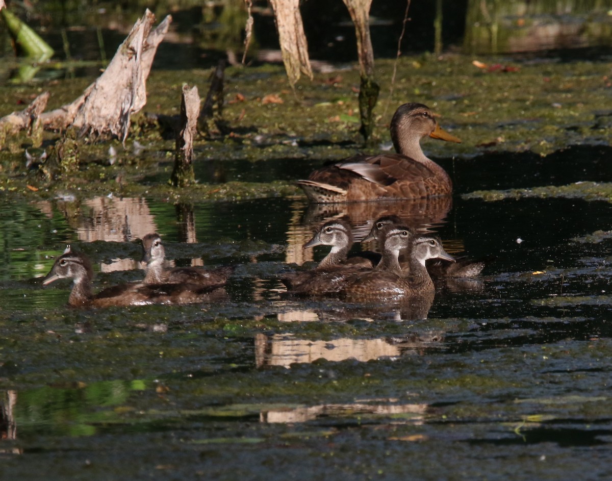 Wood Duck - ML639685502